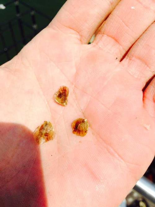 Little Baby Oysters